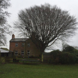 tree surgery