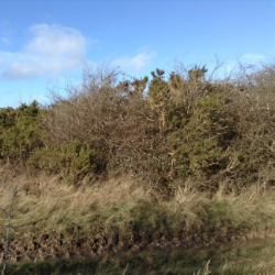 shrub clearance