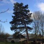 Dismantle Pine Tree Marlborough 