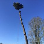 Dismantle Pine Tree Marlborough