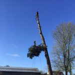 Dismantle Pine Tree Marlborough