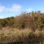 Scrub clearance on Salisbury Plain