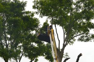 Dismantling acacia trees in Devizes