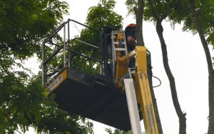 Dismantling acacia trees in Devizes