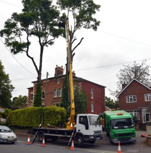 Dismantling acacia trees in Devizes