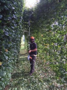 Hedge trimming at Manton, Marlborough