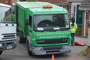 Dismantling acacia trees in Devizes