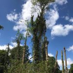 Dismantling trees Tidworth