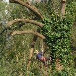 Dismantling Lombardy Poplars in Salisbury