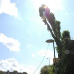 Dismantling Lombardy Poplars in Salisbury