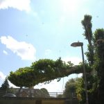 Dismantling Lombardy Poplars in Salisbury