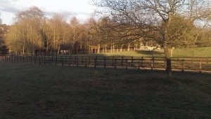 Equestrian post and rail fencing at Manton