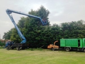 60m Hedge reduction Worton Devizes 