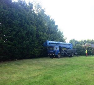 60m Hedge reduction Worton, Devizes