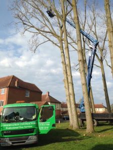 Dismantling 9x30m Poplar Trees in Devizes