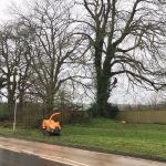 Reduction of Oak Trees in Ludwell, near Shaftesbury