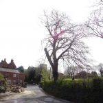 Beech tree limb removal in Lavington