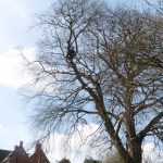 Beech tree limb removal in Lavington