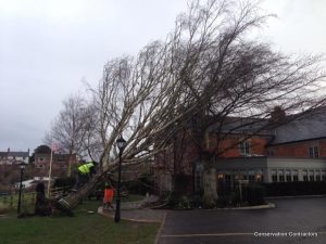 wind-blown silver birch tree Edington