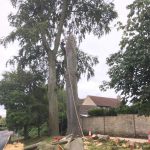 Dismantle failing beech tree in Calne