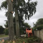 Dismantle failing beech tree in Calne