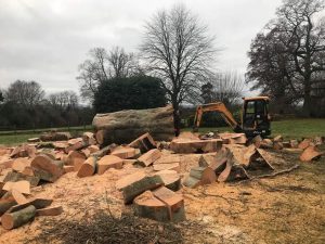 Dismantle Copper Beech Tree following Picus Test