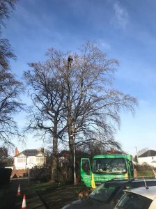 Reduction to TPO beech in Swindon 