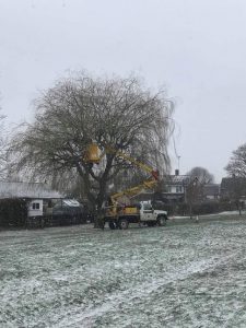 pollarding willows in snow and sun