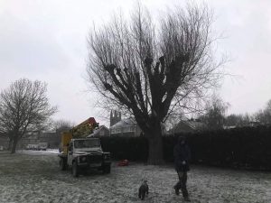 pollarding willows in snow and sun