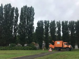 Reduction of poplars in Melksham