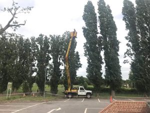 Reduction of poplars in Melksham