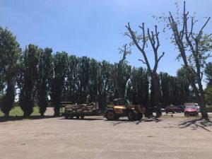 Reduction of poplars in Melksham