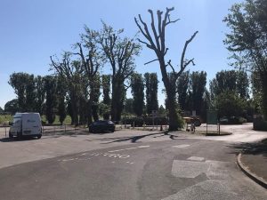 Reduction of poplars in Melksham