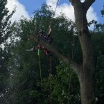 Pollarding a large poplar in Devizes