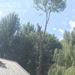 Pollarding a large poplar in Devizes