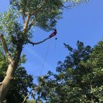 Pollarding a large poplar in Devizes