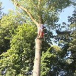 Pollarding a large poplar in Devizes