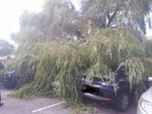 Duty of care to have tree surveyed