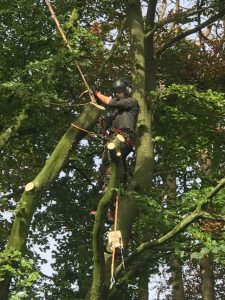 Reduction to beech tree in Marlborough