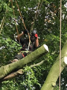 Reduction to beech tree in Marlborough