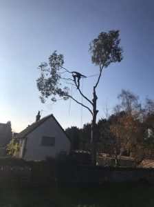 Dismantle 60 foot Eucalyptus trees Rowde Near Devizes