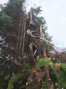 Reduction to conifers