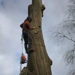 Dismantling a group of decaying beech trees in Bath 