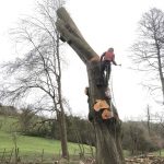 Dismantling a group of decaying beech trees in Bath 