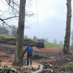 Dismantling a group of decaying beech trees in Bath 