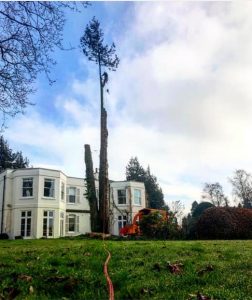 Dismantling a large conifer too close to house, Lavington