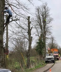 Removal-of-deadwood-from-roadside-tree