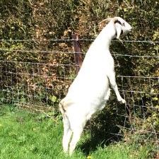 Goat standing at Agricultural Fencing