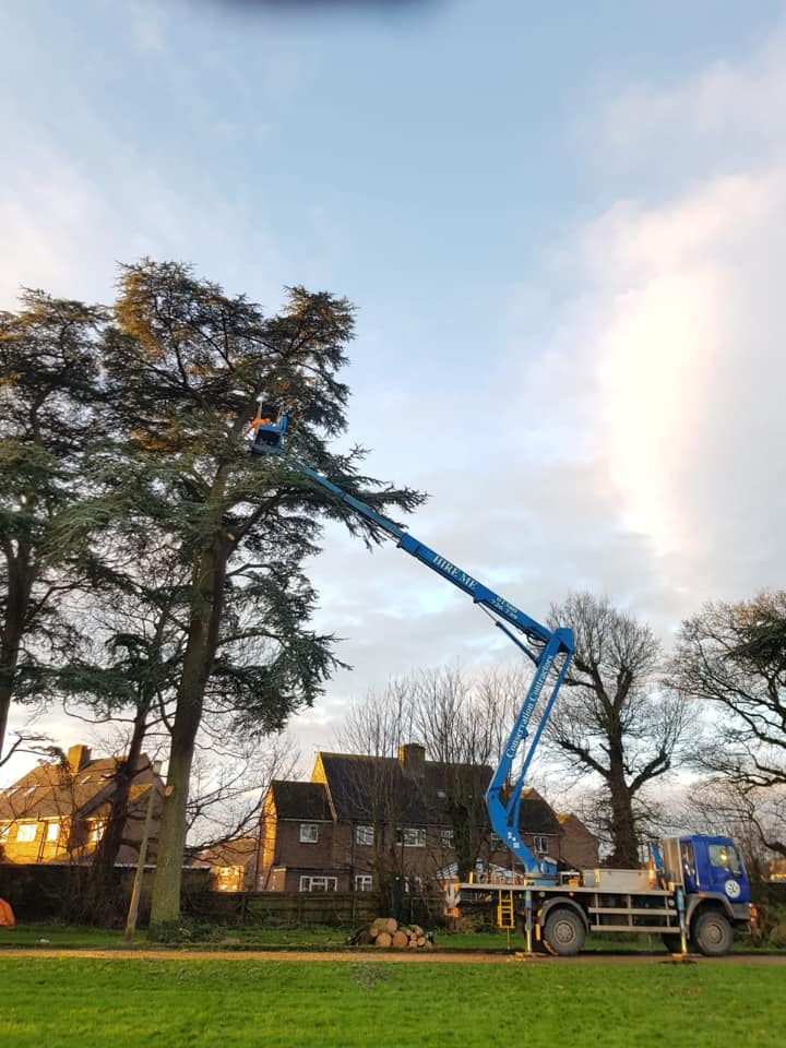 Reducing 10 cedar Trees with our Blue Cherry Picker