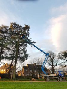 Reducing 10 Cedar trees at Roundway Park, Devizes